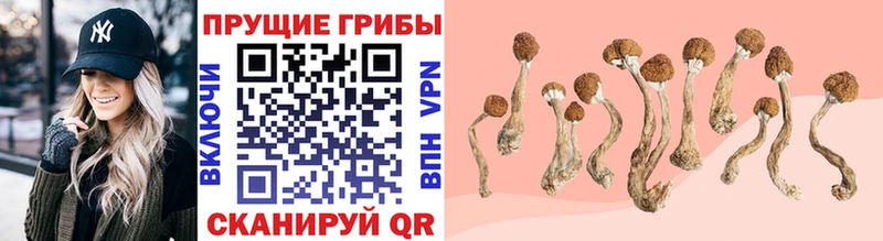 hydra ссылки  Пятигорск  Галлюциногенные грибы Psilocybine cubensis 